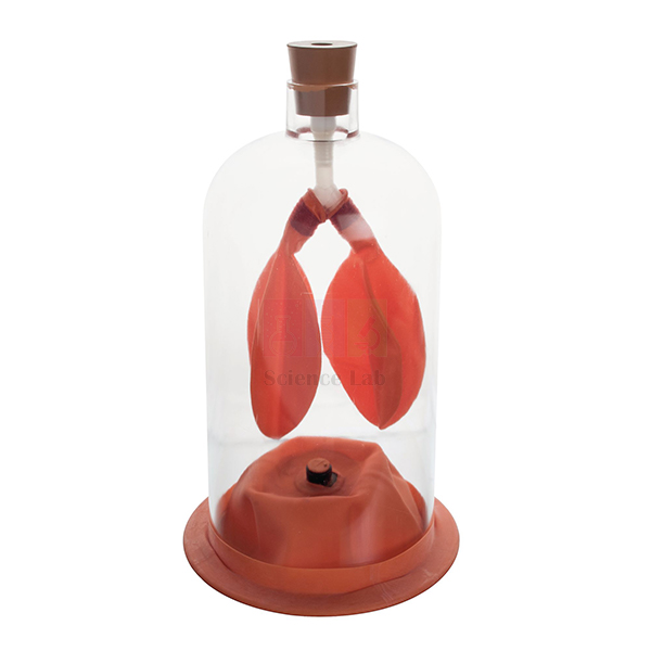 Lung Demonstration Model